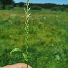 Lolium multiflorum × perenne