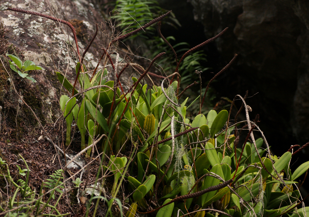 Bulbophyllum maximum (Lindl.) Rchb.f. 4