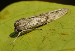 Capusa cuculloides