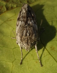 Capusa cuculloides