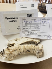 Hypomyces hyalinus image