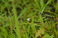 Lindernia dubia anagallidea