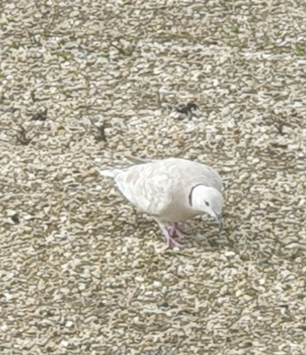 African Collared Dove