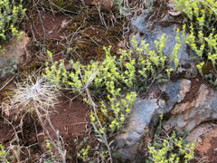 Sedum urvillei