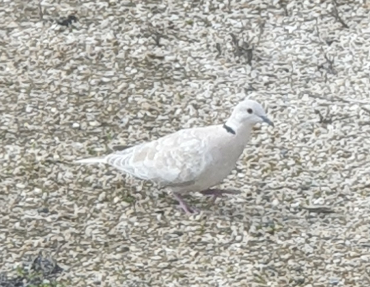 African Collared Dove