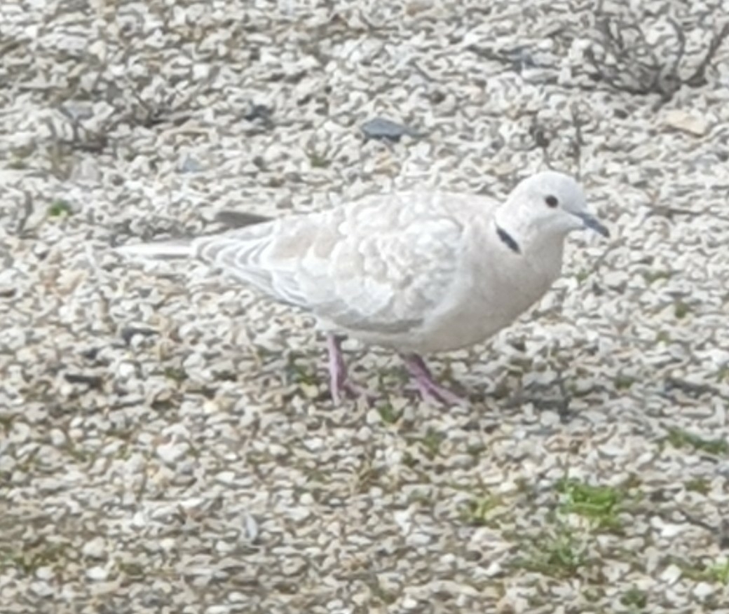 African Collared Dove