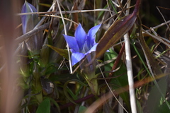 Gentiana scabra buergeri