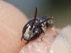 Hylaeus angustatus