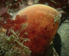 Neothyris lenticularis