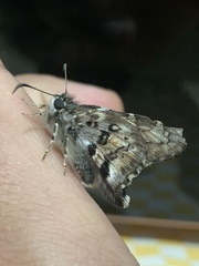 Zestusa elwesi