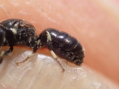Hylaeus angustatus
