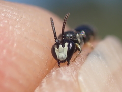 Hylaeus angustatus
