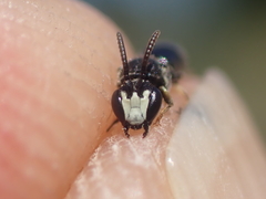 Hylaeus angustatus