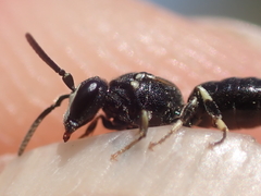 Hylaeus angustatus