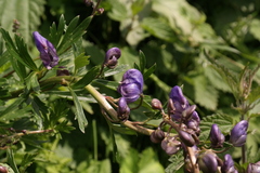 Aconitum variegatum
