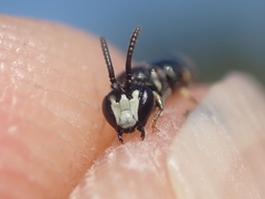 Hylaeus angustatus