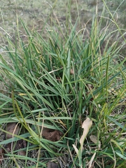 Dianella amoena