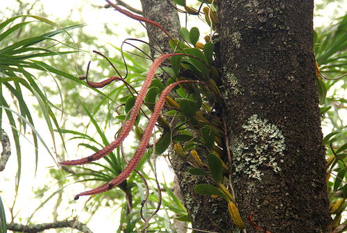 Bulbophyllum maximum image