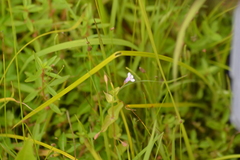 Lindernia dubia anagallidea