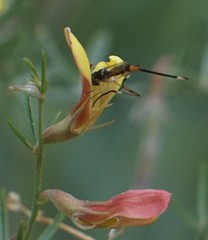 Stylogaster beresfordi