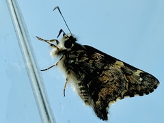 Zestusa elwesi