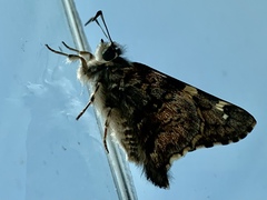Zestusa elwesi