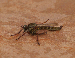 Machimus griseus