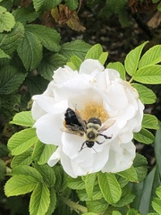 Bombus impatiens