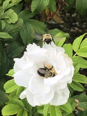 Bombus impatiens