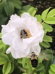 Bombus impatiens