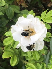 Bombus impatiens