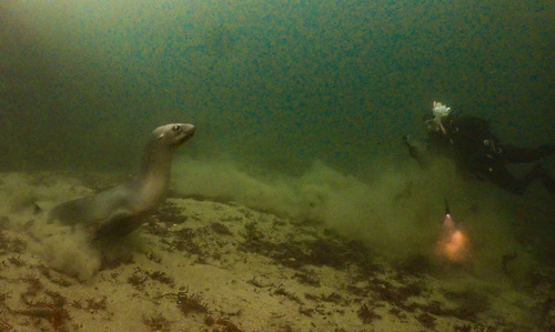New Zealand Sea Lion, Southland, New Zealand, photo 8 of 10