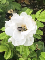 Bombus impatiens