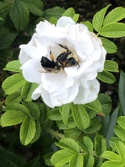 Bombus impatiens