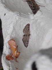 Eupithecia pusillata