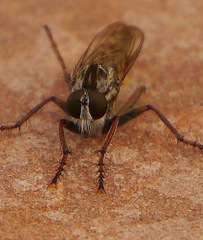 Machimus griseus