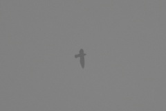 Chaetura