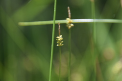 Carex rara rara