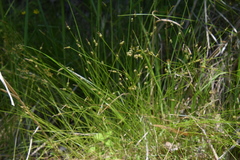 Carex rara rara