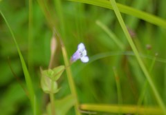 Lindernia dubia anagallidea