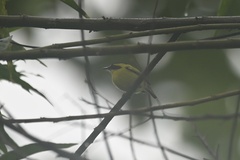 Todirostrum chrysocrotaphum
