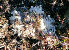 Sepioteuthis australis