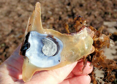 Malleus meridianus
