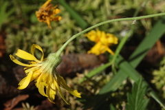 Hieracium subpellucidum