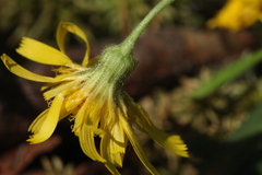 Hieracium subpellucidum