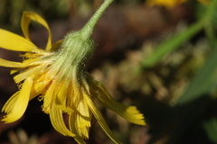 Hieracium subpellucidum