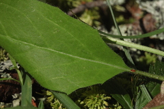 Hieracium subpellucidum