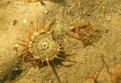 Anthopleura ballii