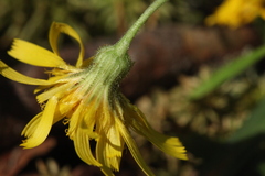 Hieracium subpellucidum