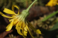 Hieracium subpellucidum